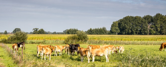 Staphorst