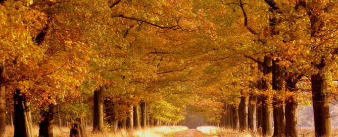 Herfst